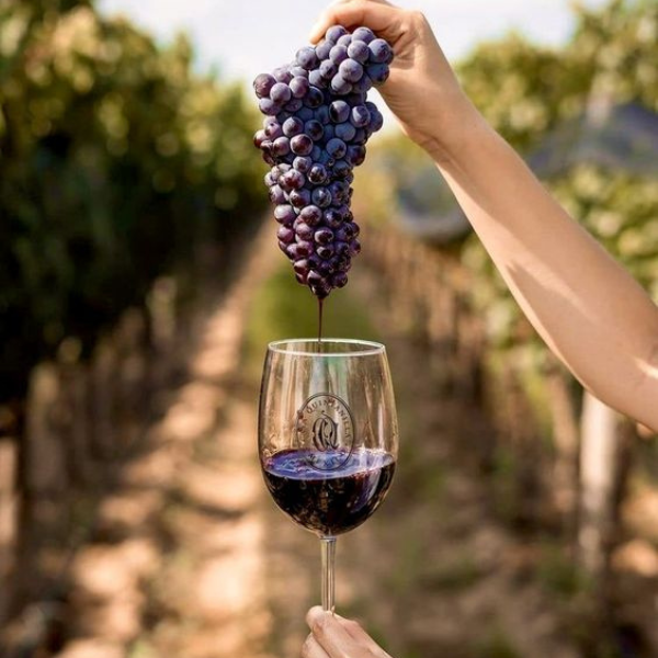 Khám phá quy trình sản xuất rượu vang đỏ Ý chuẩn vị đẳng cấp